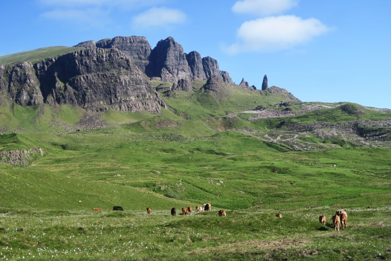 environment, grazing, animal, mountain, herbivorous, livestock, grass, outdoors, domestic, portree, sky, animal themes, green color, pets, beauty in nature