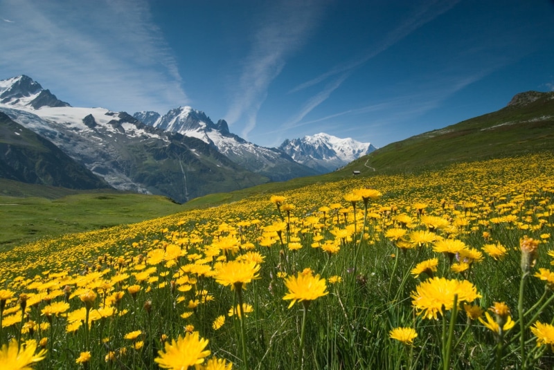 summer, Hiking, 720P, France, Walking, Trekking, Meadow, Nature, outdoors, Landscapes, Flowers, mountain, Mont Blanc, Tour, flower, French Alps, Mt. Blanc