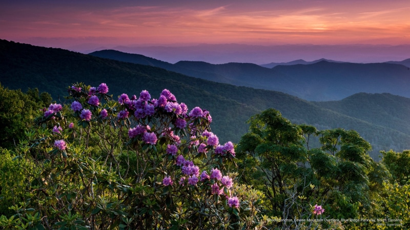 overlook, parkway, carolina, 2K, cowee, ridge, rhododendron, mountain, blue, north, Mountains