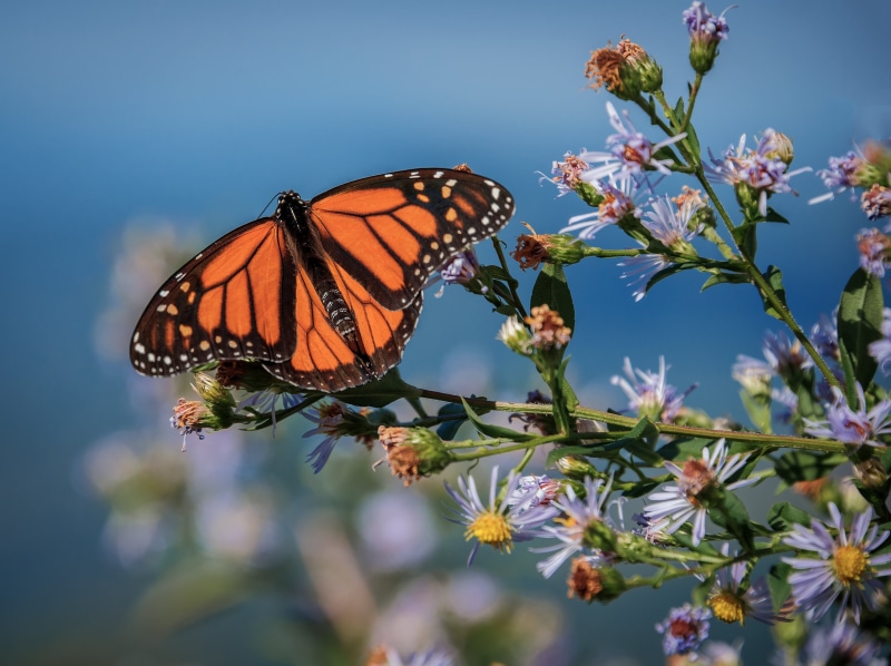 Landscape, butterfly, monarch, perched, WNC, NC, Caney Fork, ridge, insect, selective focus, Asheville, Rich Mountain, north, selective, Blue Ridge Parkway