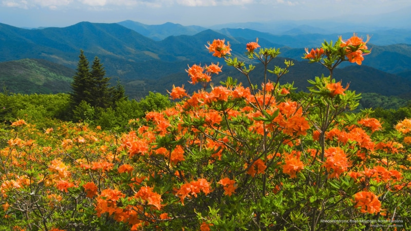 roan, Spring/Summer, rhododendrons, north, 2K, carolina, mountain