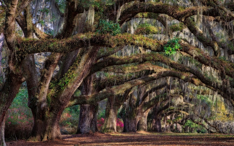Trees, Carolina, South, Charleston, 1080P, Spring, USA