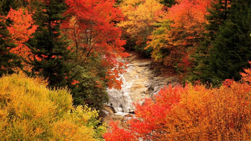 flowing, non-urban scene, land, water, north, ridge, growth, day, h, change, tranquil scene, fall, petaled, orange color, high angle view, carolina, parkway