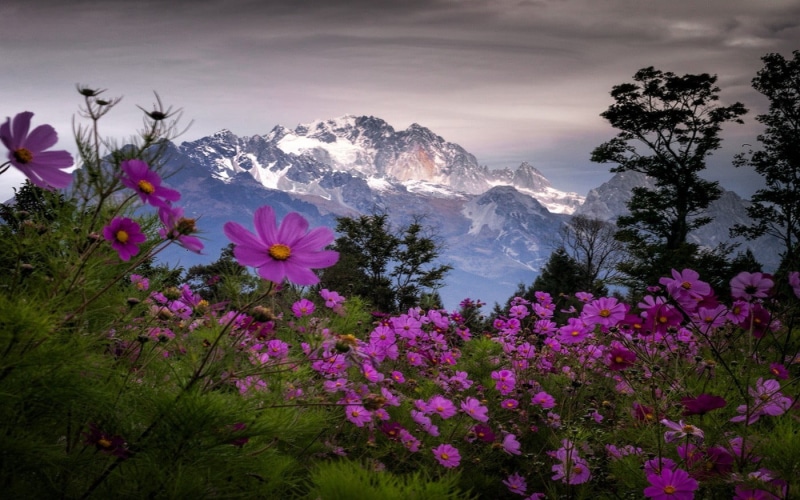 outdoors, freshness, plant, growth, tranquil scene, trees, pink color, flower head, mountain, vulnerability, no people, snowy peak, shrubs, fragility, China