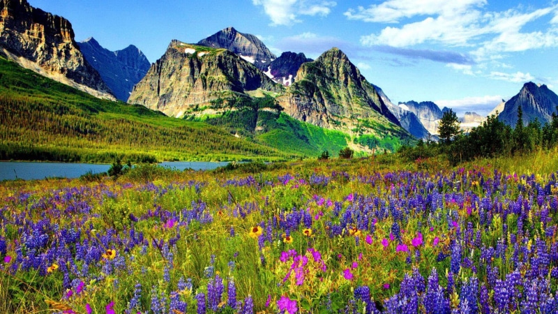 sharp, landscape, lupine, 1080P, river, pine, mountains, spring, blue, flowers, colorado, forest, flower, peaks, purple, sky, mountain
