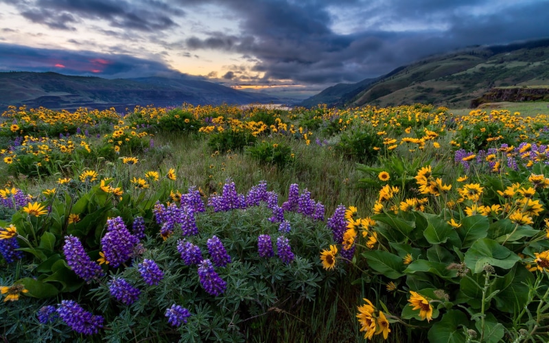 river, north, america, columbia, flowers, yellow, blue, desktop, spring, landscape, oregon, wild, 1080P