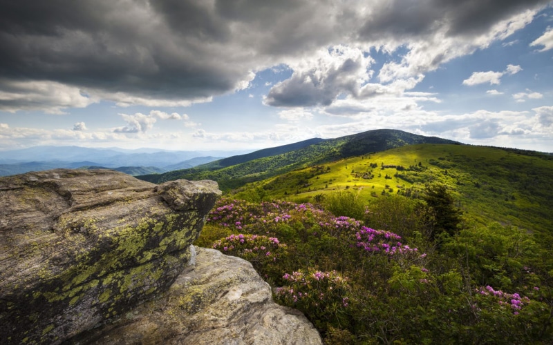  nature, roan, appalachian, landscape, flowers, mountain, 1080P, rhododendron, hd, trail, peaks