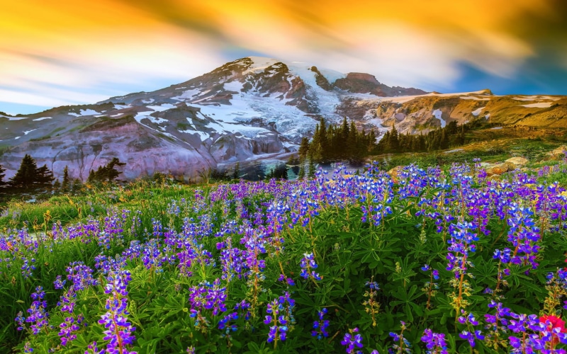 desktop, states, spring, flowers, landscape, mount, earth, nature, hd, united, park, mountain, national, snow, rainier, paradise, 1080P, beautiful