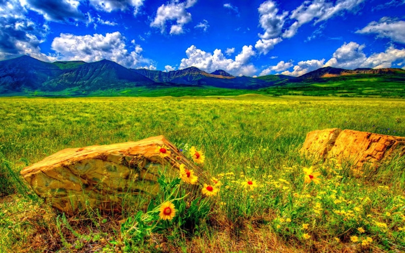 white, sky, landscape, nature, flowers, summer, clouds, mountain, desktop, 1080P, wild, blue, meadow, stones, hd