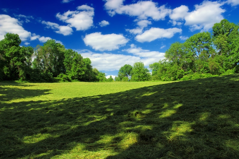photography, green grass, Nature Preserve, grass  trees, Pennsylvania, tree, field, nature, scenics, creative commons, Lancaster County, cumulus, green Color