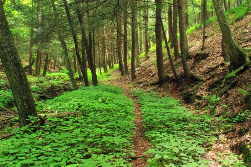 hiking  trail, green, Golden Eagle Trail, Early-Morning, nature, leaf litter, Bonnell, Run Wild, green Color, Pennsylvania, path, trees, forest, footpath