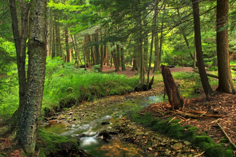 Painter Creek, outdoors, rocks, forest, riparian, beauty In Nature, green forest, moss, hiking, scenics, headwaters, daytime, nature, stream, Lackawanna County