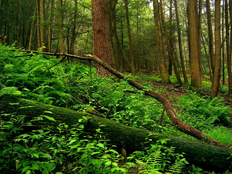 Sussex County, landscape, forest, 2K, photo, ferns, woodland, undergrowth, Stokes State Forest, green Color, moss, green forest, summer, outdoors, green