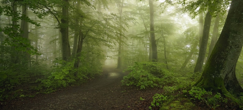 the way forward, spring, beauty in nature, scenics - nature, shrubs, green, day, outdoors, growth, fog, mist, woodland, dirt road, land, footpath, 1080P