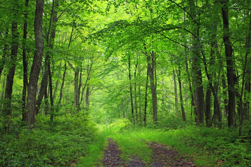 landscape photography, Draft, woods, Wilds, landscape, Sproul State Forest, temperate deciduous forest, footpath, Chuck Keiper Trail, nature, 5K, Clinton County