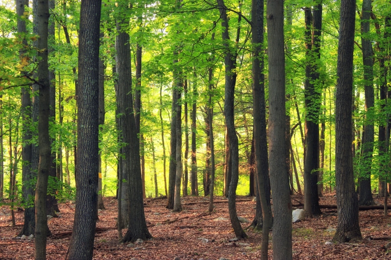 sunlight, Preserve, understory, nature, 5K, Ridge and Valley, leaf litter, woodland, Revisited, trees, scenics, summer, creative commons, forest, New Jersey