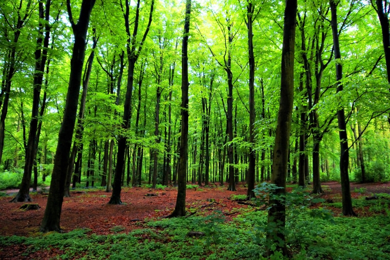 sony, den haag, green Color, 5K, tree, relax, nature, bos, forest, photo, HDR, woodland, landscape, summer, trees, scenics, leaf, a77, forrest, outdoors