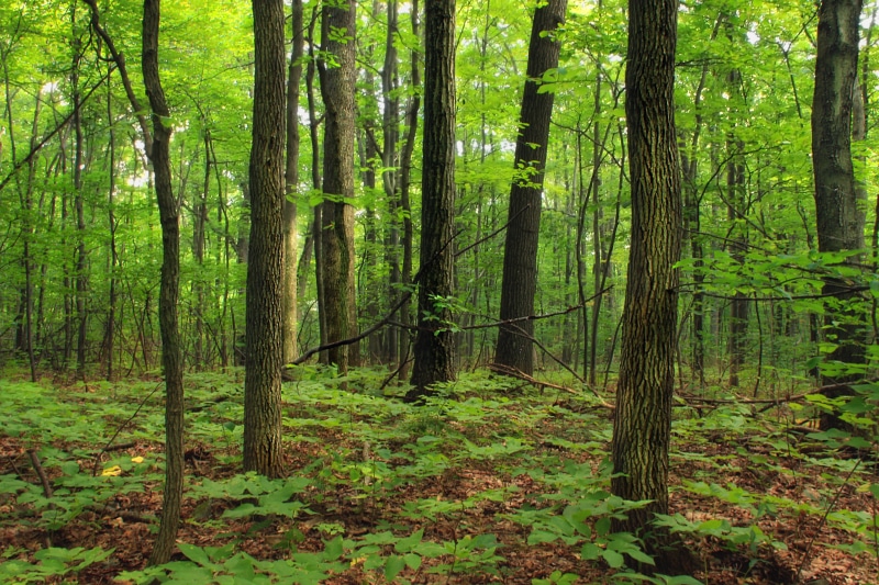tree, landscape, Poconos, Appalachian Trail, Monroe County, temperate deciduous forest, Kittatinny Mountain, green Color, scenics, leaf, undergrowth, understory