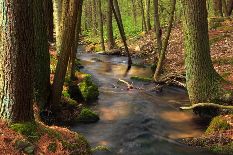 river, Bald Eagle State Forest, creative commons, leaf, spruce, scenics, green, spring, rocks, beauty In Nature, woodland, landscape, Gap  creek, surrounded
