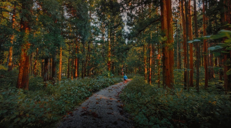 shrubs, gravel, nature, tranquility, dirt road, pine trees, tree trunk, Bushes, change, trail, walking, land, tranquil scene, no people, beauty in nature