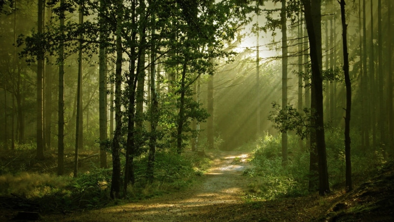 magic, environment, land, scenics, mist, trunk, sunlight, morning, fog, tranquil Scene, day, sun, fantasy, green, trail, green Color, light - Natural Phenomenon