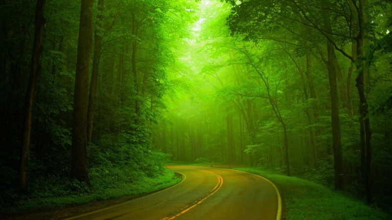 natural, 1080P, roads, green, hazy, green forests, leave, trees, forests, woods, green landscape, landscape