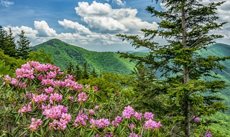 1080P, North Carolina, mountains, Blue Ridge Parkway, flowers, rhododendrons, USA