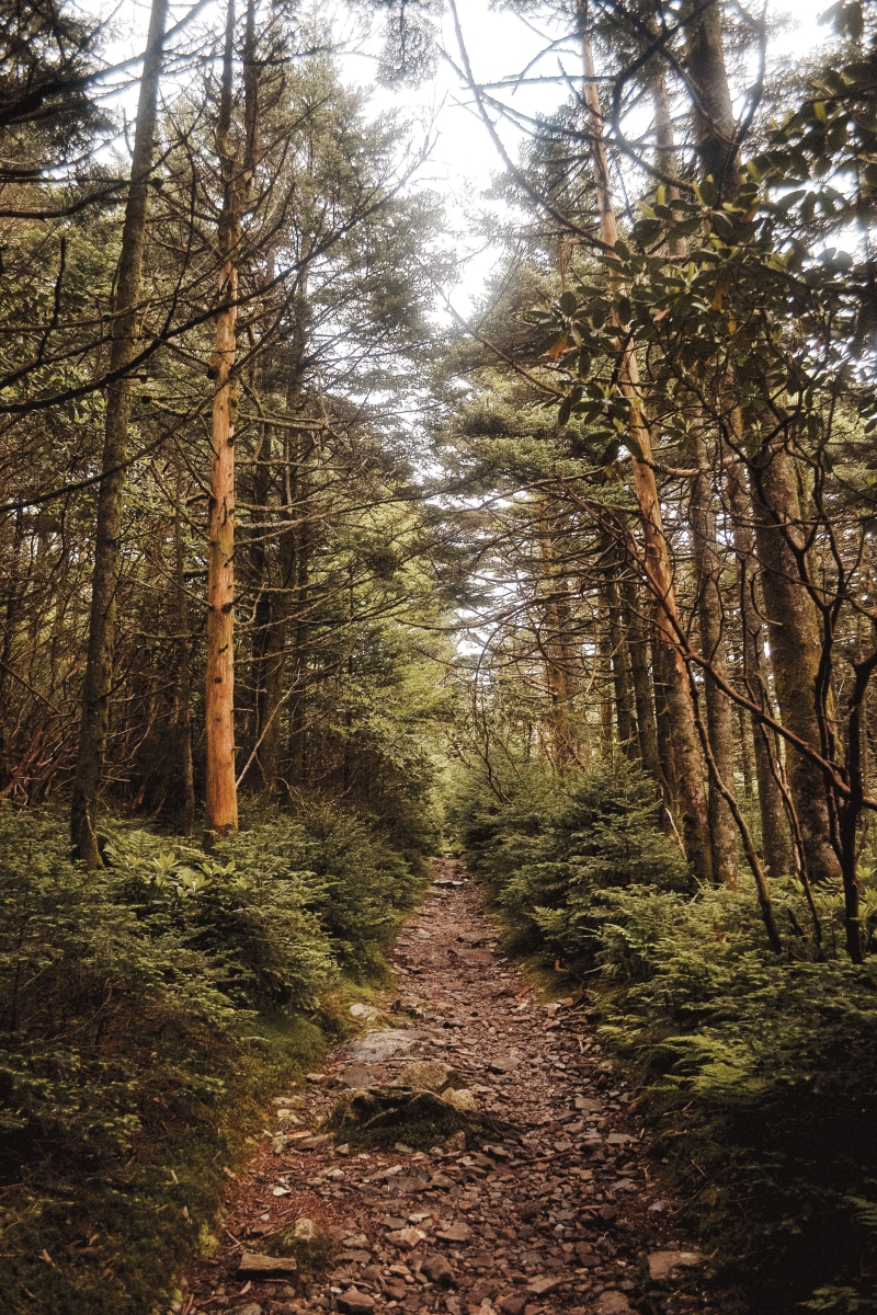 land, summer, explore, outdoors, hiking, tree, tranquility, appalachian, roan mountain, tennessee, tree trunk, growth, forest, woodland, no people, blue ridge