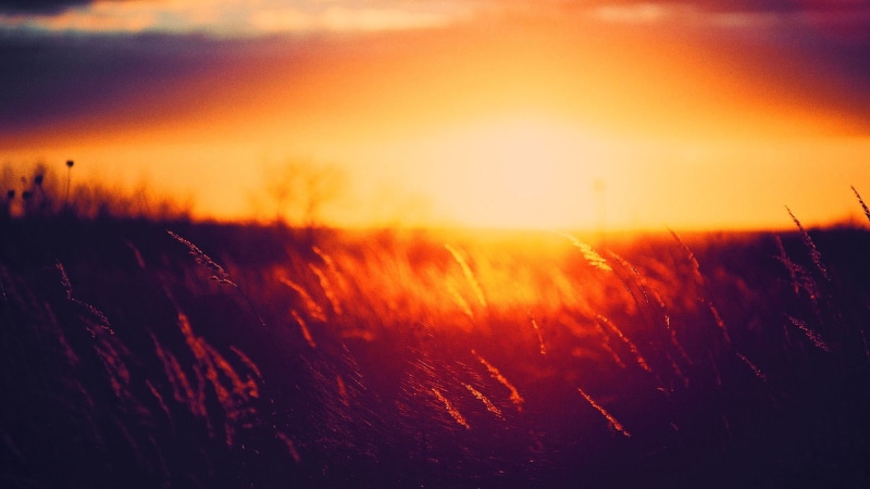 environment, season, tranquil Scene, orange Color, paddy, scenics, light - Natural Phenomenon, tranquility, dawn, color Image, meadow, plant, morning, sun