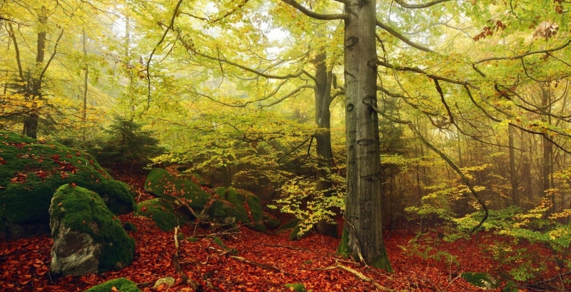 plant, trunk, tree trunk, bow, autumn, beauty in nature, growth, non-urban scene, nature, Germany, mist, landscape, morning, 720P, brown, black, environment