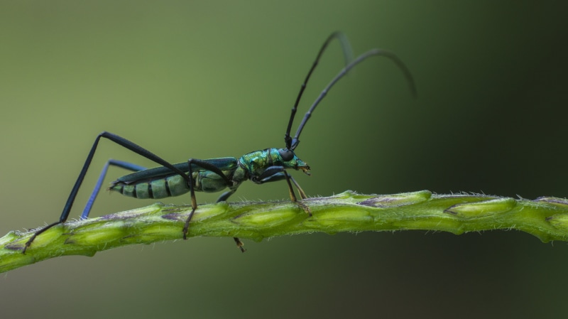 animal, nature, green, close-up, horned, macro shot, coleoptera, Dreams, wildlife, winged, leaf, longhorn, Close up, compound eyes, insect, macro, stem