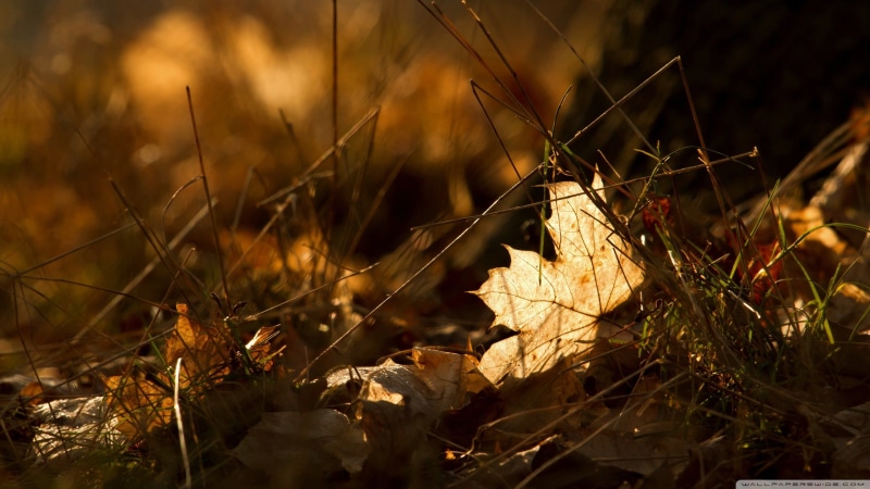 change, dried, plant part, grass, close-up, focus on foreground, forest, bow, leaves, sunlight, closeup, black, 2K, leaf, growth, no people, autumn, brown