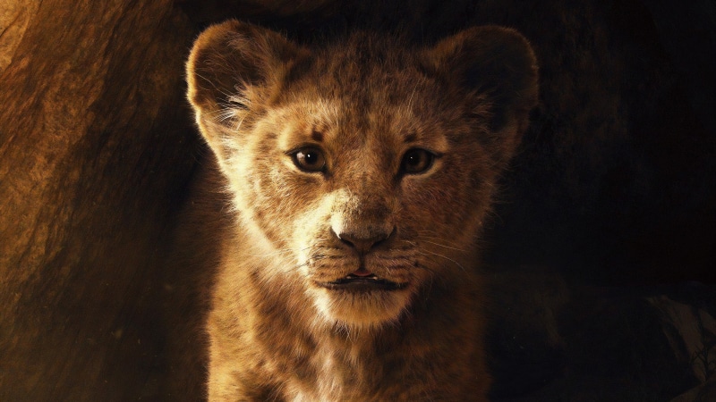 The, 2019, King, Lion, 5K, k