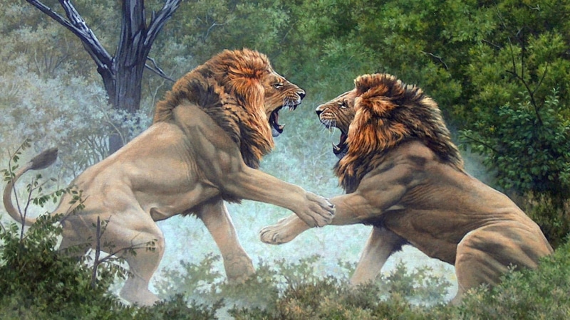 mouth open, group of animals, lioness, artistic, fight, animal, carnivora, animal wildlife, lions, two animals, 1080P, animals in the wild, cat, tree