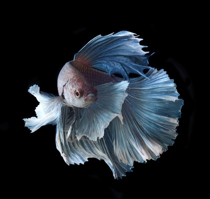 Colorful, aggression, nature, animal themes, one animal, 1080P, luxury, animal, dark, flying, fish, anger, vertebrate, blue, animal body part, studio shot
