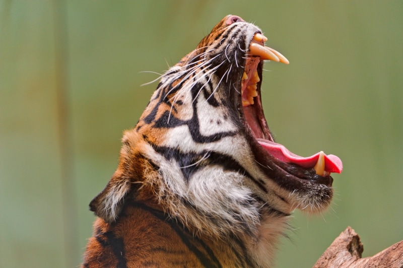 danger, yawning, wild  cat, sumatran  tiger, large, frankfurt  zoo, safari Animals, impressive, germany, nature, mammal, daytime, animals In The Wild, tiger