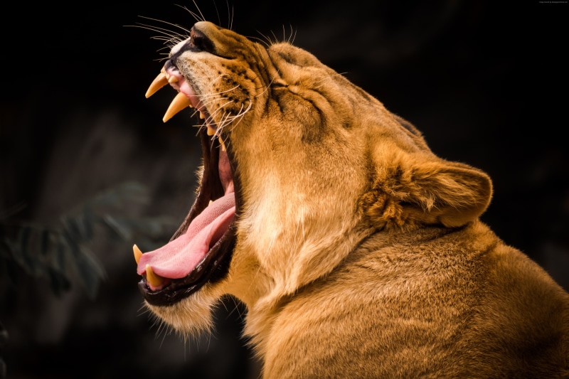 4k, 4K, roaring, lion