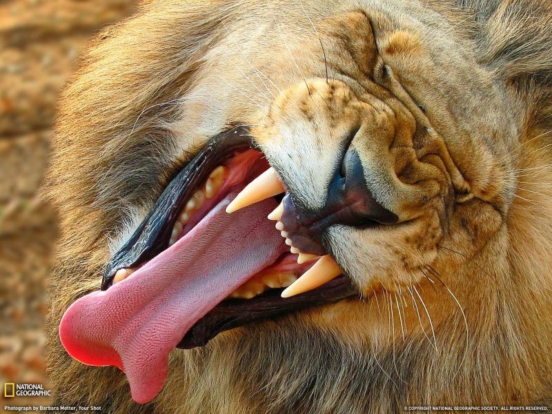 yawning, lion - feline, no people, 720P, lion, animal body part, animal tongue, feline, vertebrate, animal themes, whisker, cat, facial expression, animal teeth