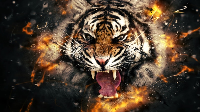 orange, looking at camera, mouth open, vertebrate, roar, tiger, cat, animals in the wild, aggression, feline, close-up, big cat, outdoors, portrait, mouth