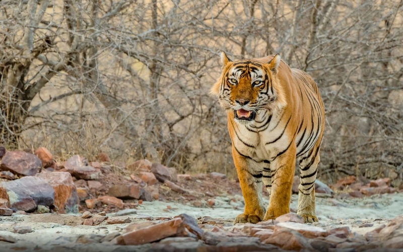 striped, hd, nature, animal, 4K, male, animals, mammal, india, ranthambore, park, solid, pc, carnivora, tablet, animal wildlife, tree, outdoors, rajasthan
