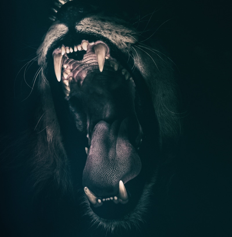 black, animal mouth, 4K, brown, art, roaring, animals in the wild, teeth, no people, lion, one animal, mouth open, animal, animal wildlife, close-up, strength