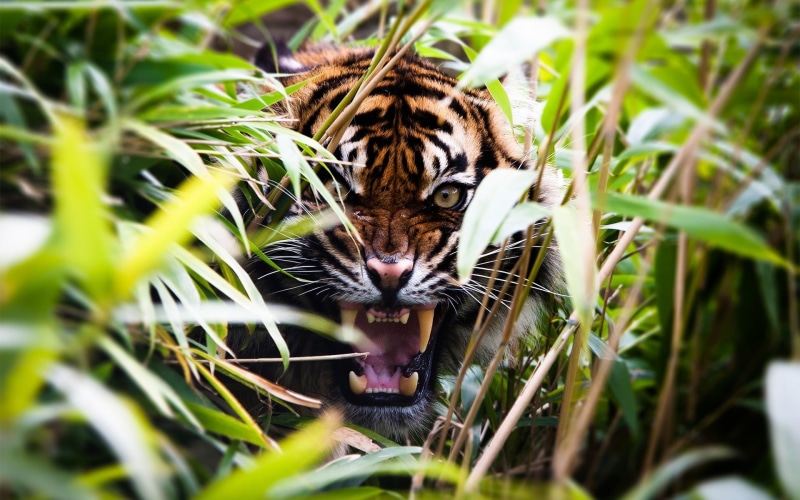 no people, day, one animal, plant, animals in the wild, animal, outdoors, close-up, leaf, portrait, depth of field, animal themes, selective focus, animal head