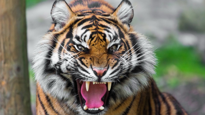 animal body part, zoo, animal mouth, anger, striped, no people, aggression, animal teeth, portrait, mouth, feline, animal wildlife, animal, tiger, cat