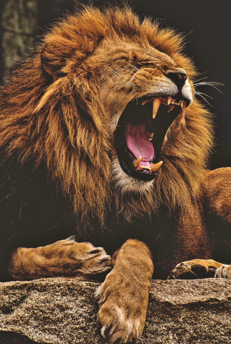 animal mouth, zoo, facial expression, mouth, mane, animals in the wild, cat, big cat, day, yawning, relaxation, wild animal, 2K, feline, undomesticated cat
