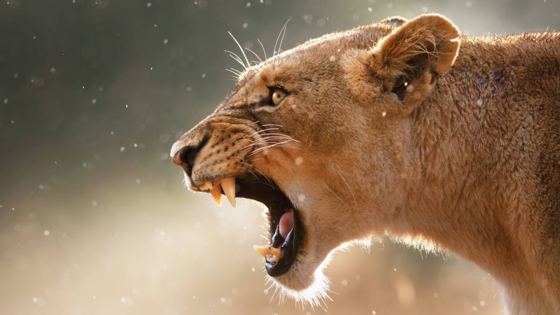 lioness, big cat, angry, roaring, roar, teeth, head, 4K, lion