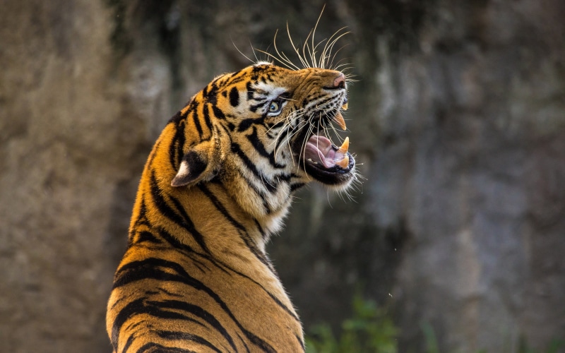 roaring, HD, 4K, tiger, 4k, zoo, 8k
