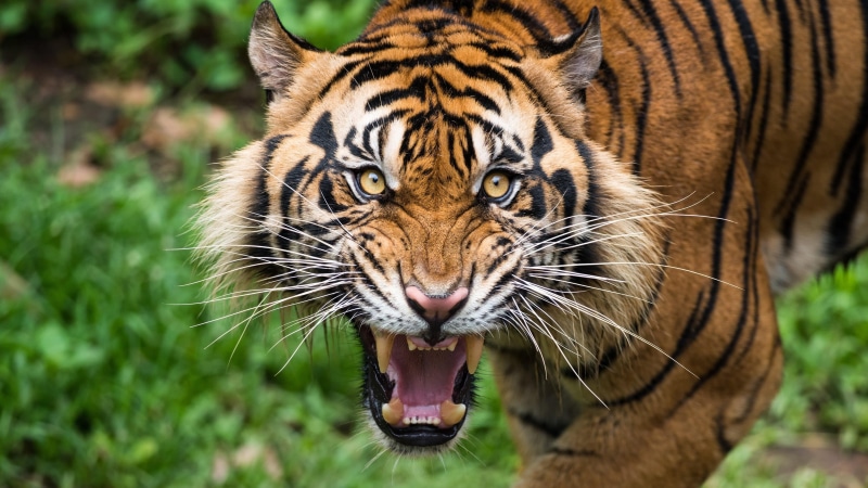 tiger, animal head, animal themes, 4K, emotion, animal mouth, animals in the wild, animal, ominous, wildlife, cat, angry, snarling, portrait, close-up