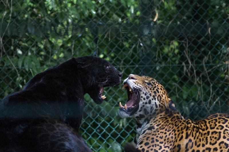 wild, fighting, zoo, 4K, animal wildlife, focus on foreground, animal, mouth open, brown, snarling, anger, no people, animal themes, two animals, cat