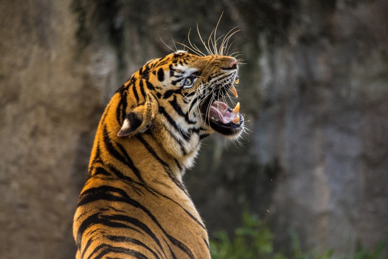 Roaring, 5K, Tiger, 5K