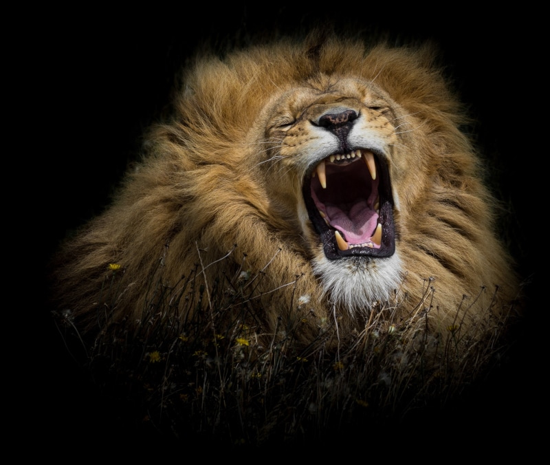 2K, Face, Cats, Lion, Roar
